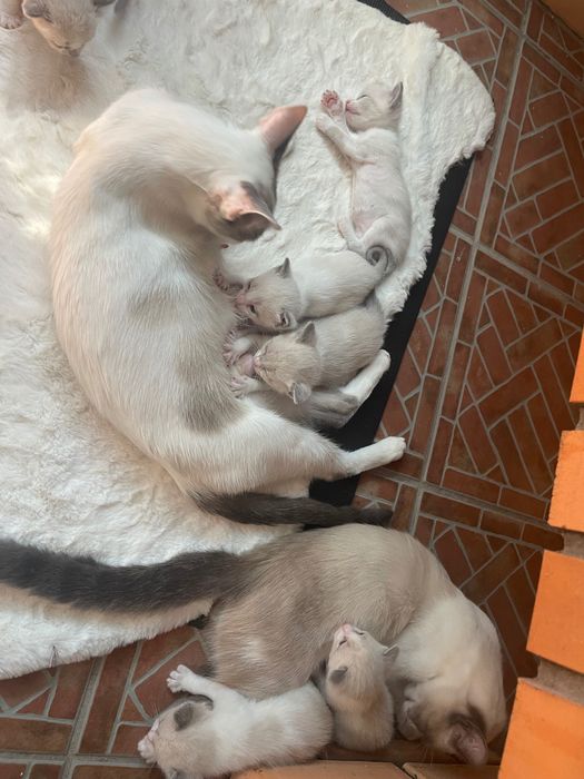 Gatinhos disponíveis