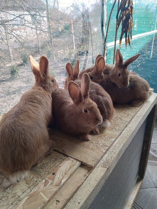 Продам кролики новозеландські.