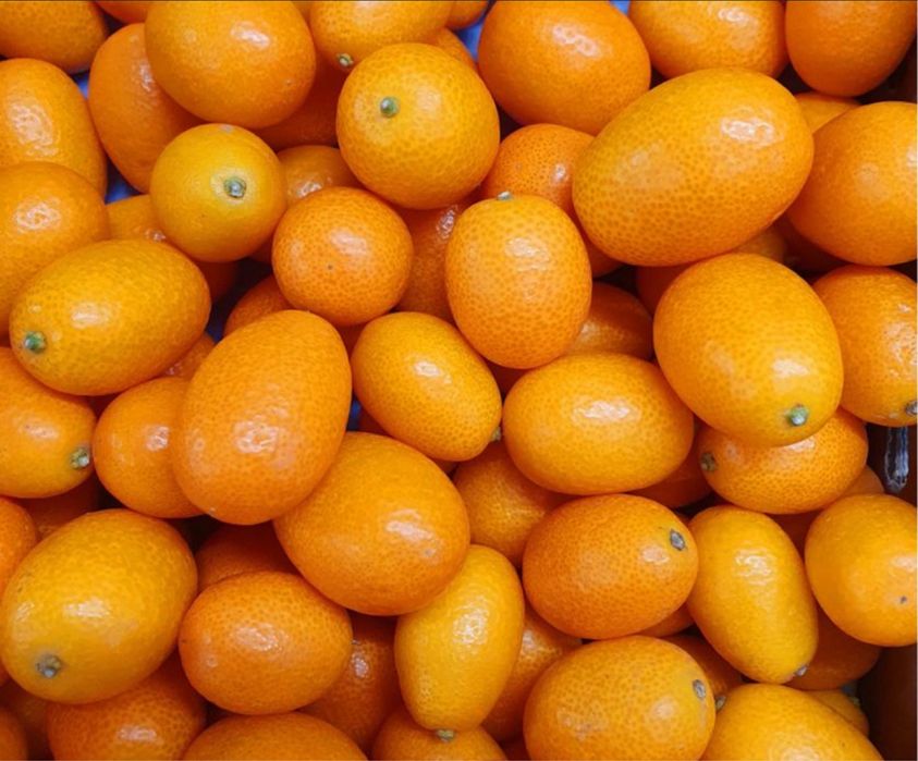 Promoção 2 KUMQUATS Laranjeira prosperidade japonica