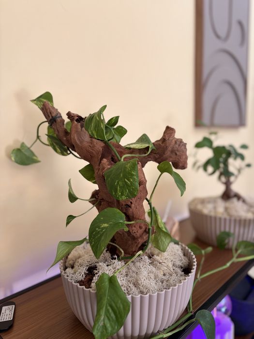 Planta jiboia em tronco