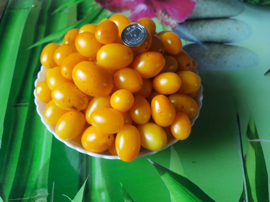 Насіння солодких помідорів.