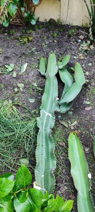 Catos vários tamanhos