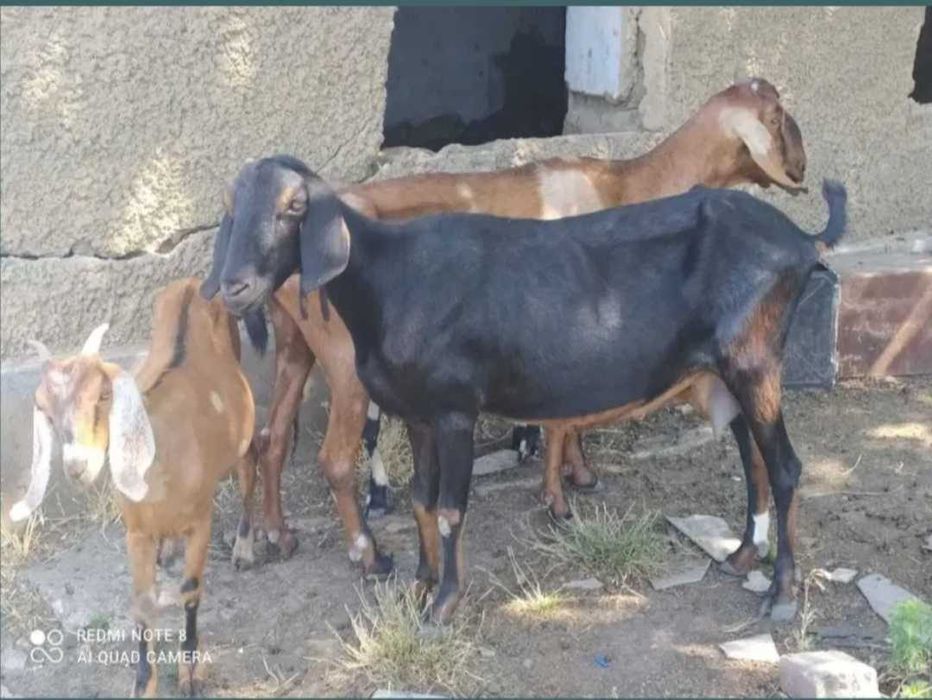 Нубійські кози різної масті