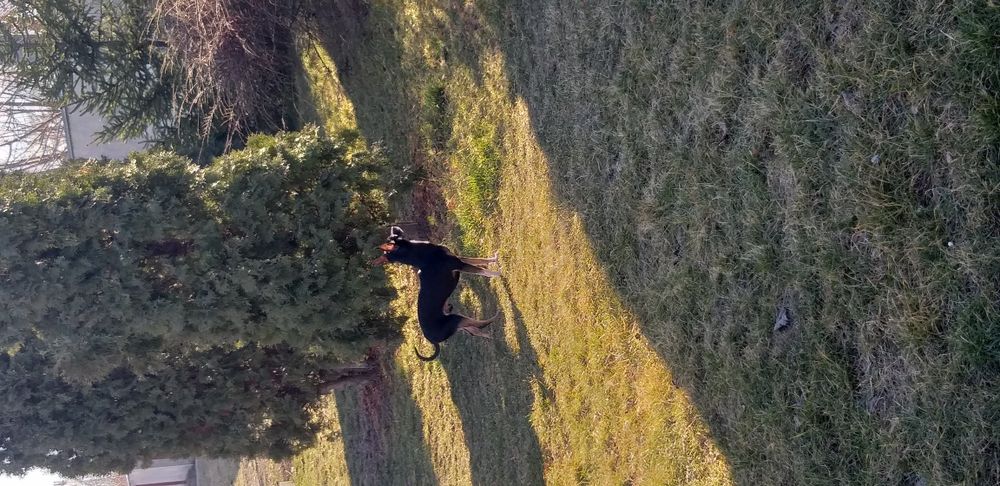 Русский той терьер ищет невесту)