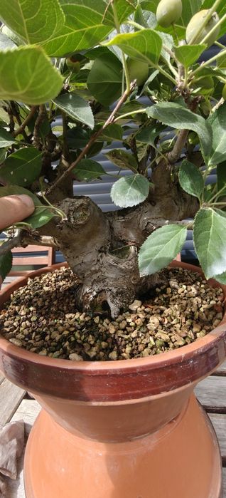 Macieira Bonsai, malus evereste