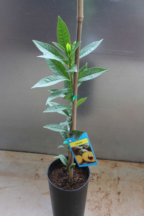 Lucuma Plant / Planta de Fruta Lúcuma