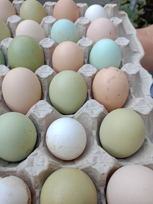 Яйцо инкубационное куры пасхальные, гуси мамуты, цесарки, перепела
