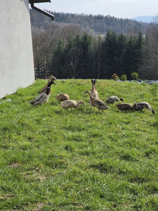 Jaja lengowe biegusów idyjskich
