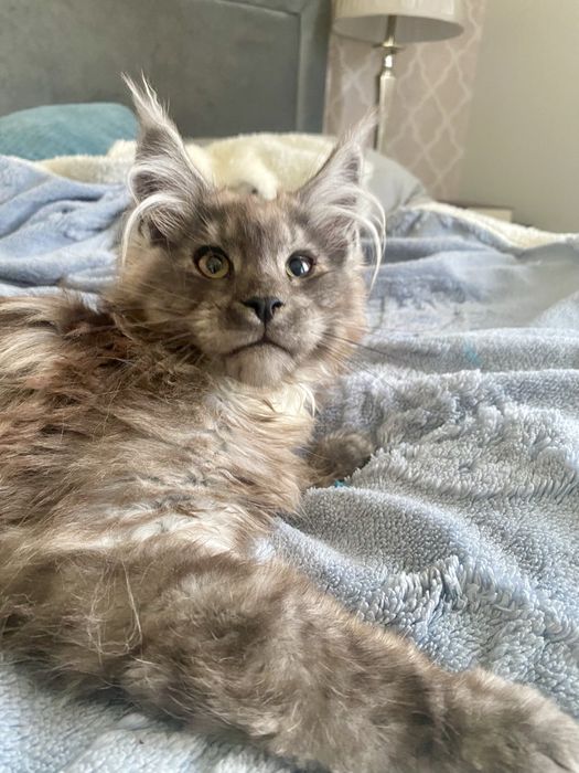 Dymny maine coon kocurek GAPCIO Enklawa