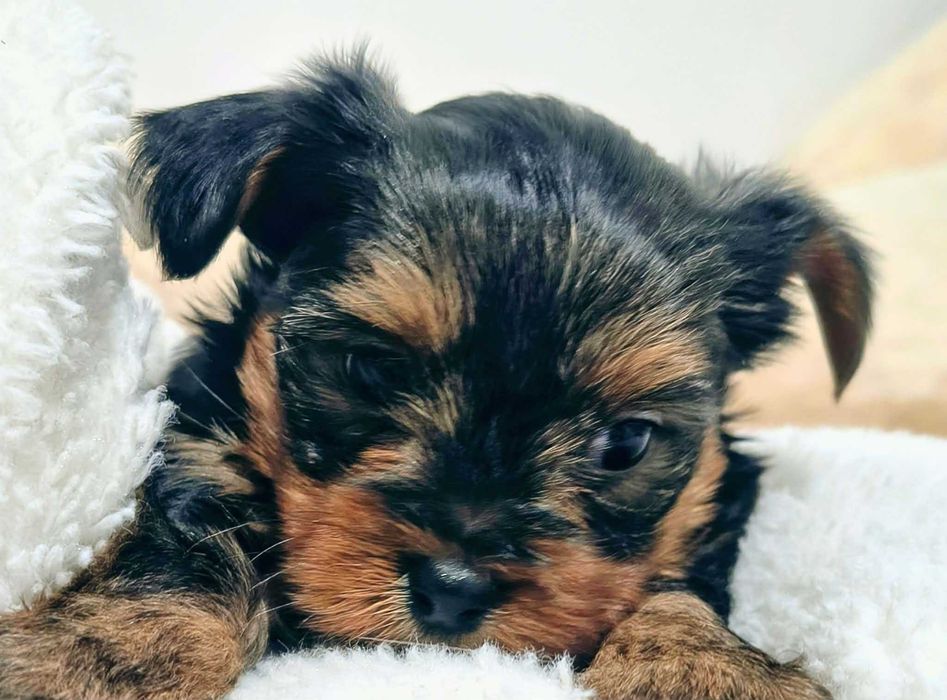 Piesek York miniaturka