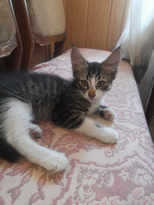 Віддам кошенят(хлопці, 3 місяця), у дбайливу сім'ю