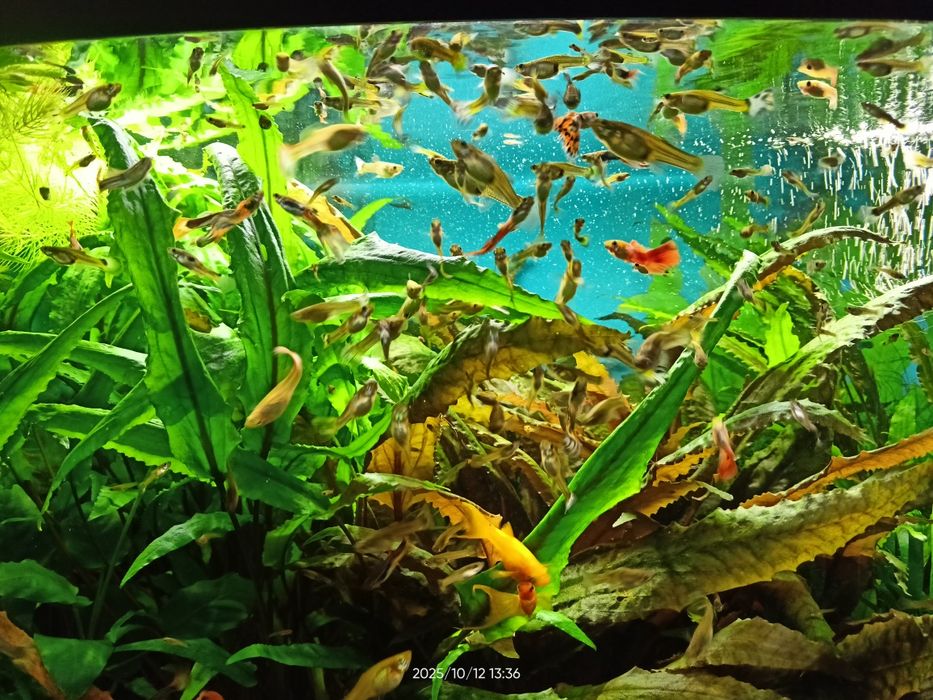 Ryby akwariowe - gupiki