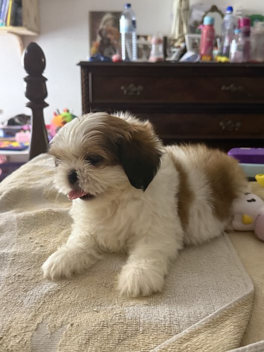 Shih-Tzu macho puro