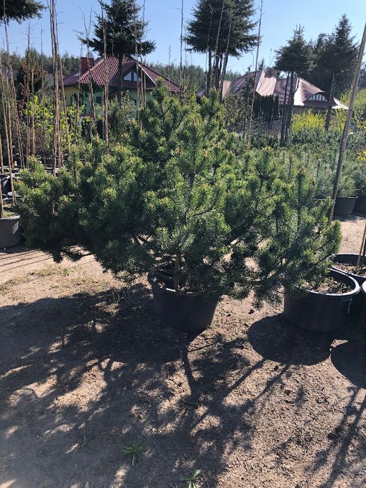 Kosodrzewina 'PINUS MUGO PUMILIO' Duze Okazy