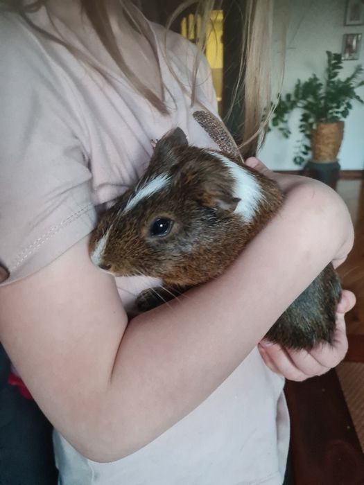 2 kilkumiesieczne świnki morskie Kapi