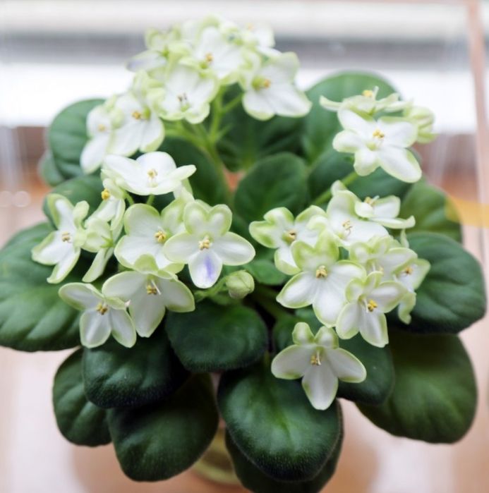 HEAT PACK wkład grzejący Liść fiołek afrykański odmianowy  mini/semimi