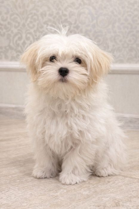 Продам  мальтійську болонку