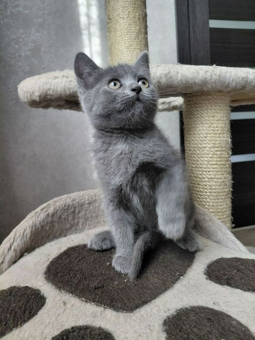 Отдам котят в хорошие руки