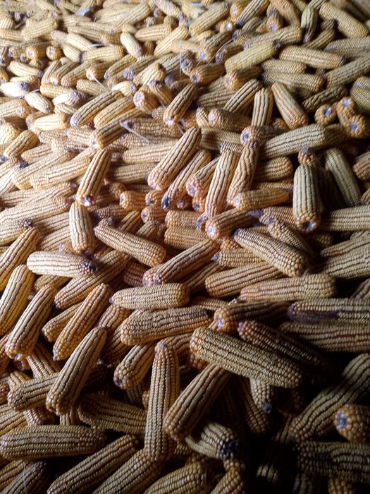 Kukurydza suszona w kolbach
