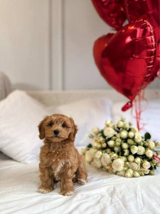 Мини мальтипу ф1 мальчик с белыми маркерами