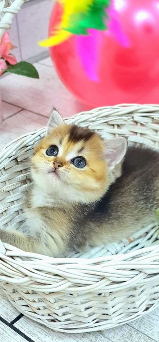 Шотландочка золота красунечка