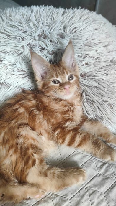 Рыжий красавчик Мейн Кун.