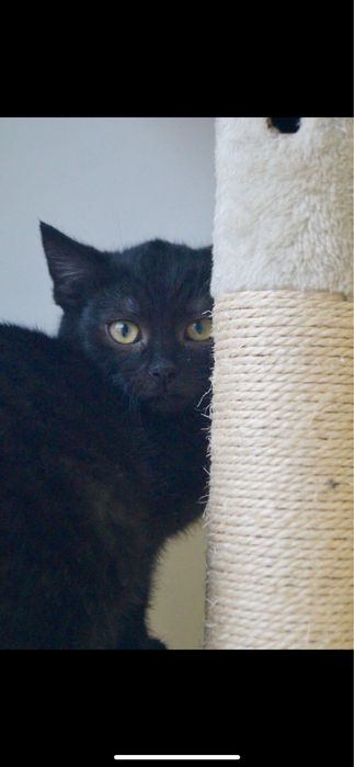 Młody Amarant szuka domu