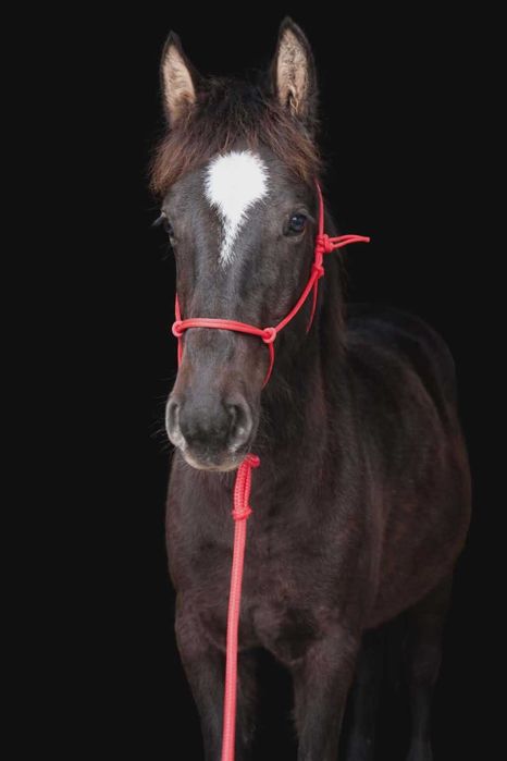 Klacz, klaczka, sp, aqh, aph, hucul,