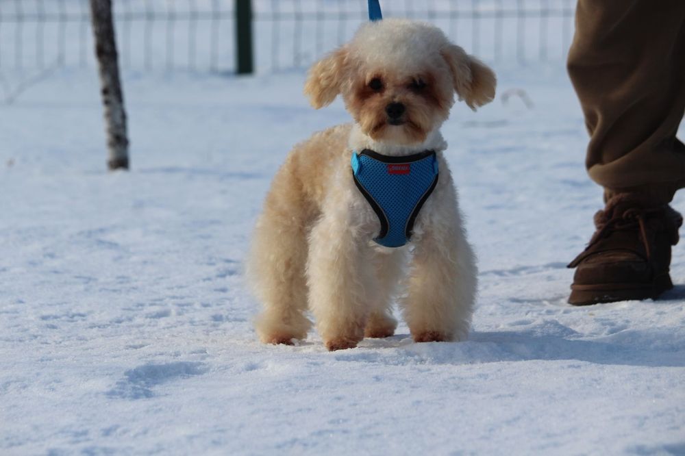 Хлопчик Мальтипу