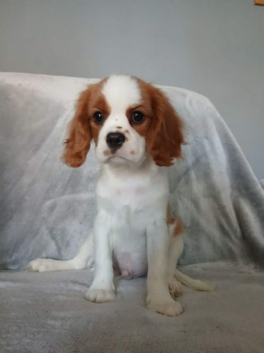 Cavalier King Charles Spaniel, samiec