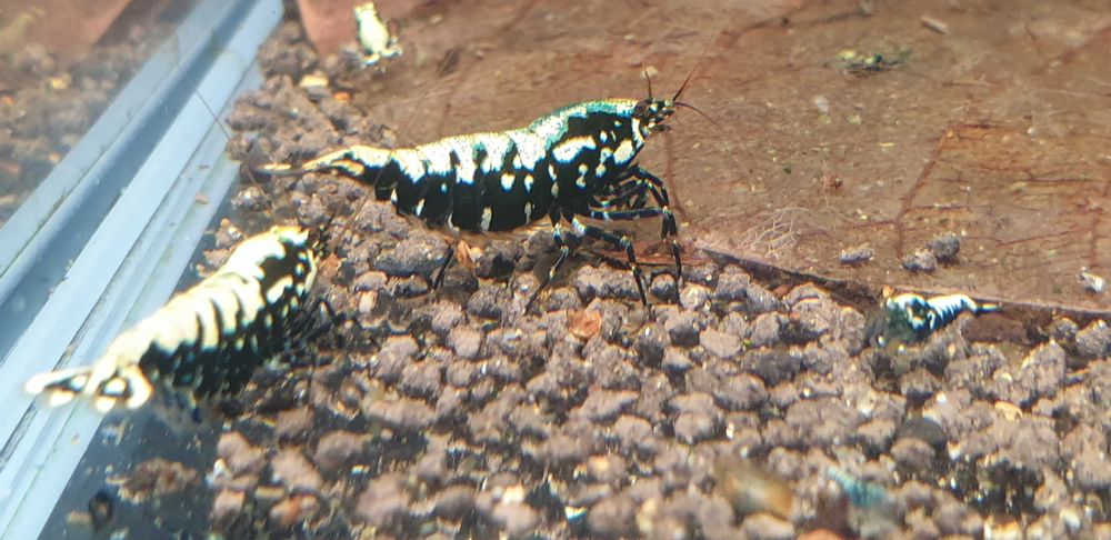 Krewetki galaxy okazja