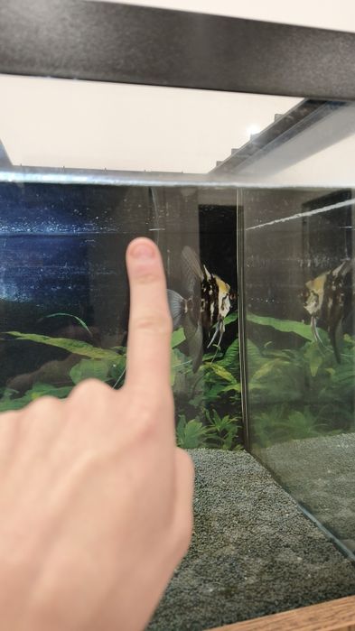 Peixe Escalar com cerca de 2 anos