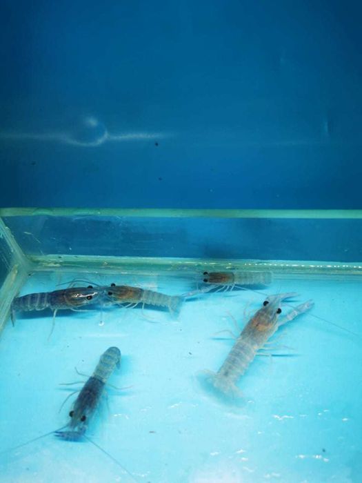 Австралійський рак