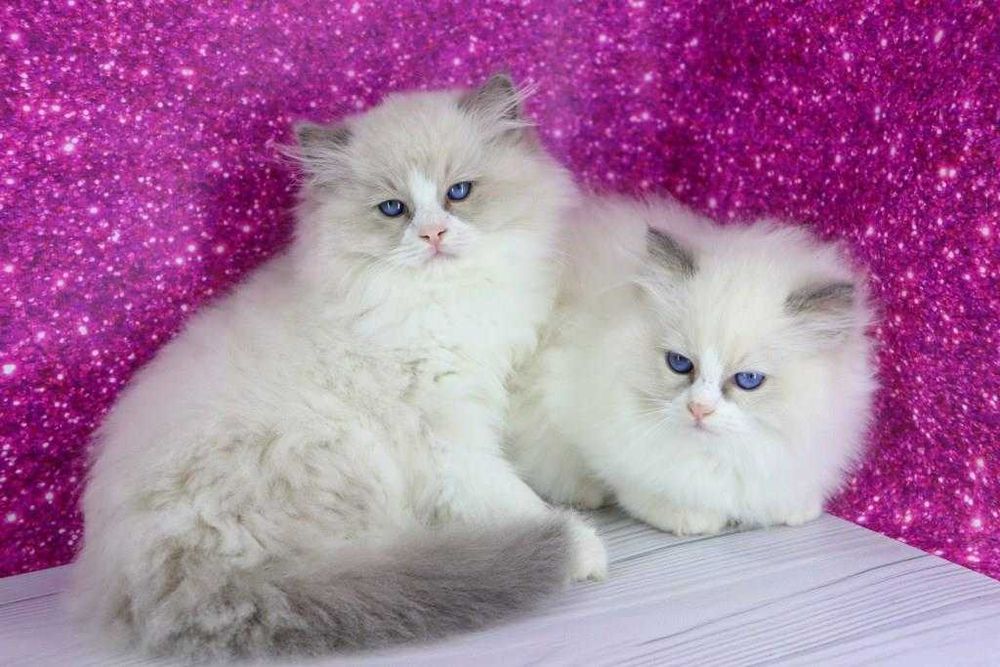 Якщо кохання мало б шерсть — воно було б  Ragdoll//Регдолл