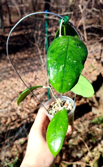 Hoya Nova 'Honey Pot'