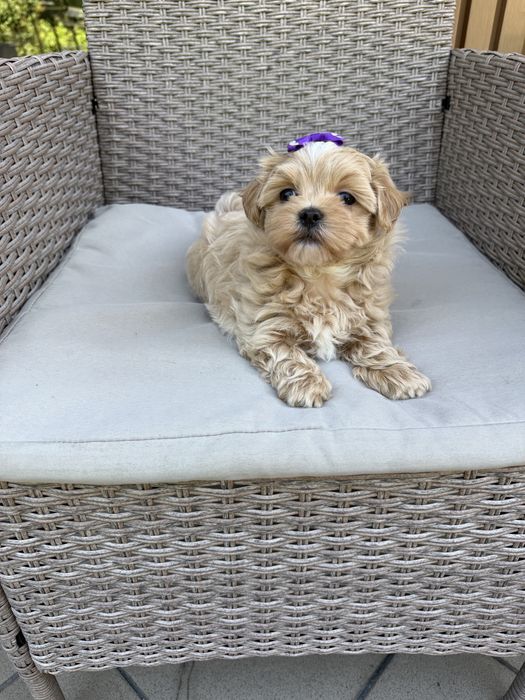 Maltipoo mini suczka