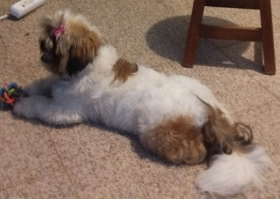 Shih tzu lindíssimo