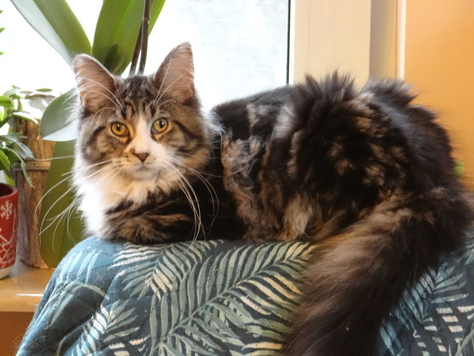 Kotek Maine Coon