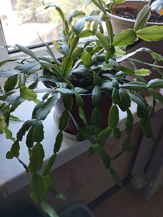 Продам кімнатні рослини. Фікус, пальми, цитрусові