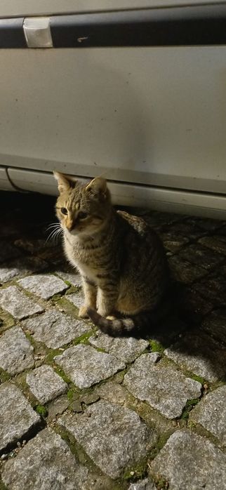 Gatinho 4meses muito meigo