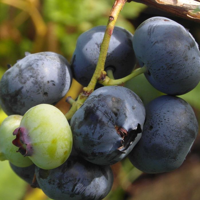 Borówka Amerykańska Miododajna Wiele Odmian !! Duże Sadzonki