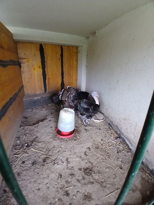 Vendo casal de perus