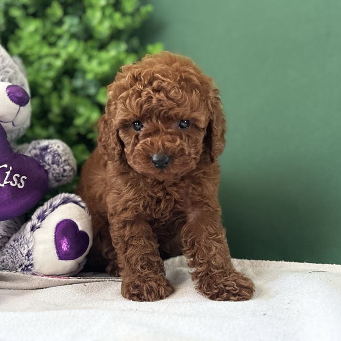 ляльковий хлопчик у забарвленні Red Braun