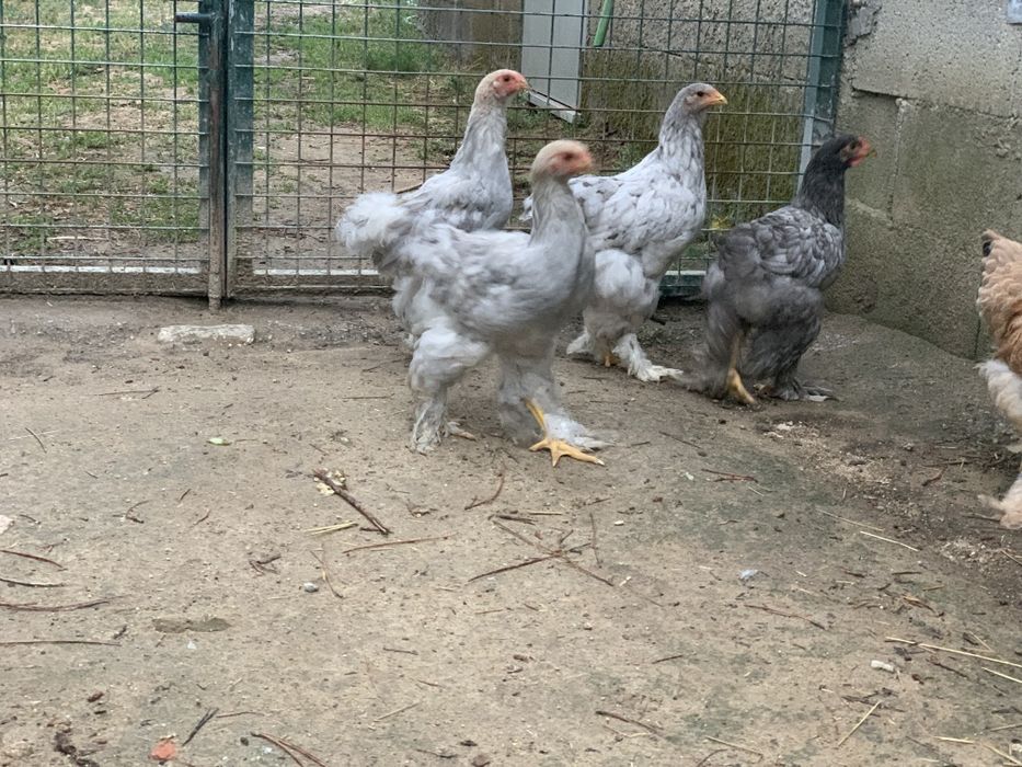 machos Brahma splash e azul