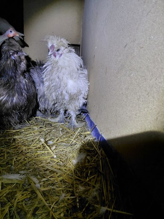 Sprzedam koguty silki lokowanej