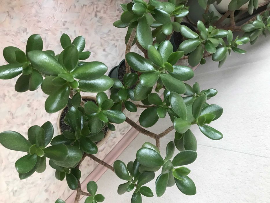 Продам денежное дерево.