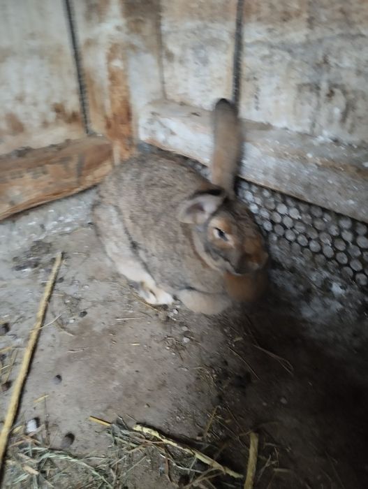 Królik króle sprzedam