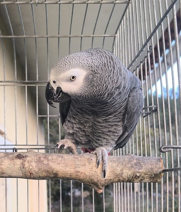 Papagaio cinzento