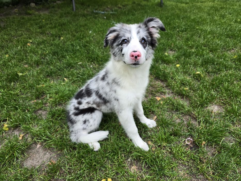 Border Collie ZKwP FCI