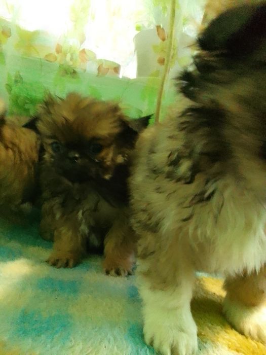 Пекінесики чистокровні...